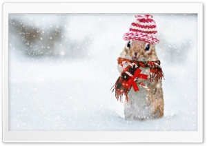 Cute Squirrel, Snowfall, Winter Holidays Ultra HD Wallpaper for 4K UHD Widescreen desktop, tablet & smartphone