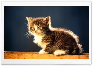 Cute Tabby Kitten Ultra HD Wallpaper for 4K UHD Widescreen desktop, tablet & smartphone
