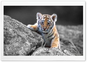 Cute Tiger Cub Ultra HD Wallpaper for 4K UHD Widescreen desktop, tablet & smartphone