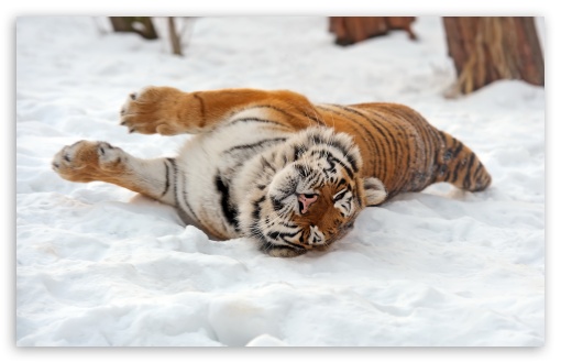 Cute Tiger On Snow UltraHD Wallpaper for HD 16:9 ; Widescreen 16:10 5:3 ;