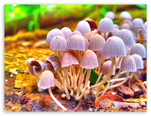 Cute tiny Mushrooms UltraHD Wallpaper for Fullscreen 4:3 ;