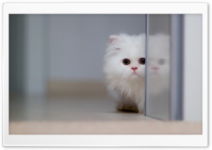 Cute White Cat Ultra HD Wallpaper for 4K UHD Widescreen desktop, tablet & smartphone