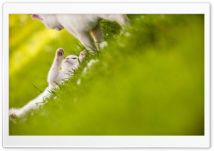Cute White Cats Ultra HD Wallpaper for 4K UHD Widescreen desktop, tablet & smartphone