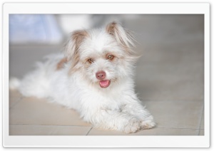 Cute White Dog Ultra HD Wallpaper for 4K UHD Widescreen desktop, tablet & smartphone
