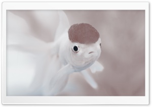 Cute White Fish Ultra HD Wallpaper for 4K UHD Widescreen desktop, tablet & smartphone