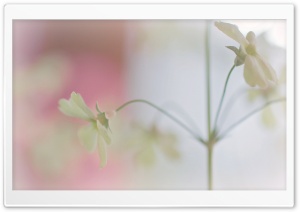 Cute White Flowers Ultra HD Wallpaper for 4K UHD Widescreen desktop, tablet & smartphone