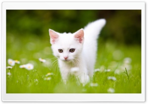 Cute White Kitten Ultra HD Wallpaper for 4K UHD Widescreen desktop, tablet & smartphone