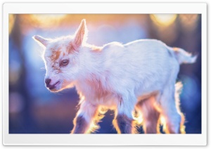 Cuteness Ultra HD Wallpaper for 4K UHD Widescreen desktop, tablet & smartphone