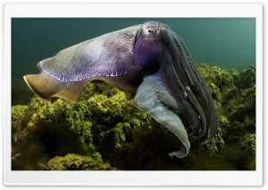 Cuttlefish Under The Sea Ultra HD Wallpaper for 4K UHD Widescreen desktop, tablet & smartphone