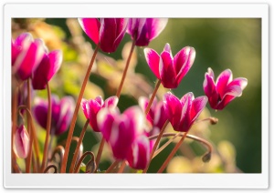 Cyclamen Flowers Ultra HD Wallpaper for 4K UHD Widescreen desktop, tablet & smartphone