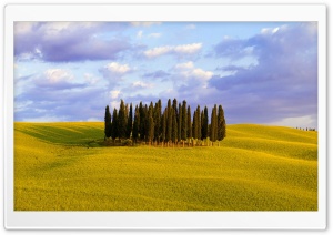 Cypress Trees Ultra HD Wallpaper for 4K UHD Widescreen desktop, tablet & smartphone