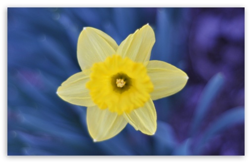 Daffodil UltraHD Wallpaper for Wide 16:10 5:3 Widescreen WHXGA WQXGA WUXGA WXGA WGA ; 8K UHD TV 16:9 Ultra High Definition 2160p 1440p 1080p 900p 720p ; UHD 16:9 2160p 1440p 1080p 900p 720p ; Standard 4:3 5:4 3:2 Fullscreen UXGA XGA SVGA QSXGA SXGA DVGA HVGA HQVGA ( Apple PowerBook G4 iPhone 4 3G 3GS iPod Touch ) ; Tablet 1:1 ; iPad 1/2/Mini ; Mobile 4:3 5:3 3:2 16:9 5:4 - UXGA XGA SVGA WGA DVGA HVGA HQVGA ( Apple PowerBook G4 iPhone 4 3G 3GS iPod Touch ) 2160p 1440p 1080p 900p 720p QSXGA SXGA ;