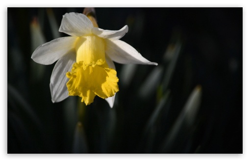 Daffodil UltraHD Wallpaper for Wide 16:10 5:3 Widescreen WHXGA WQXGA WUXGA WXGA WGA ; 8K UHD TV 16:9 Ultra High Definition 2160p 1440p 1080p 900p 720p ; Standard 4:3 5:4 3:2 Fullscreen UXGA XGA SVGA QSXGA SXGA DVGA HVGA HQVGA ( Apple PowerBook G4 iPhone 4 3G 3GS iPod Touch ) ; Tablet 1:1 ; iPad 1/2/Mini ; Mobile 4:3 5:3 3:2 16:9 5:4 - UXGA XGA SVGA WGA DVGA HVGA HQVGA ( Apple PowerBook G4 iPhone 4 3G 3GS iPod Touch ) 2160p 1440p 1080p 900p 720p QSXGA SXGA ;