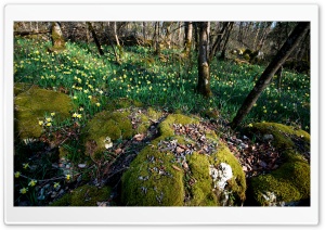 Daffodil And Moss Ultra HD Wallpaper for 4K UHD Widescreen desktop, tablet & smartphone
