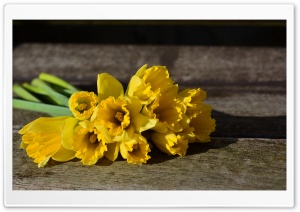 Daffodil Bouquet, Rustic Background Ultra HD Wallpaper for 4K UHD Widescreen desktop, tablet & smartphone