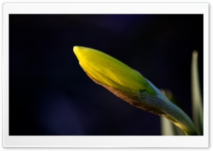 Daffodil Bud Ultra HD Wallpaper for 4K UHD Widescreen desktop, tablet & smartphone
