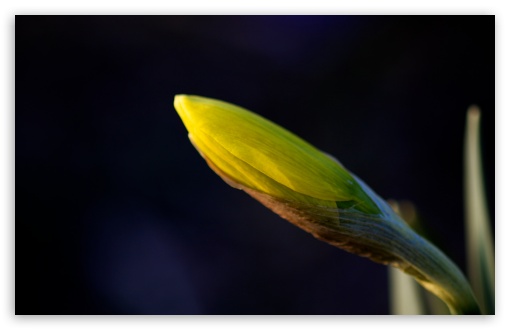 Daffodil Bud UltraHD Wallpaper for UHD 16:9 2160p 1440p 1080p 900p 720p ; 8K UHD TV 16:9 Ultra High Definition 2160p 1440p 1080p 900p 720p ; Widescreen 16:10 5:3 WHXGA WQXGA WUXGA WXGA WGA ; Fullscreen 4:3 5:4 3:2 UXGA XGA SVGA QSXGA SXGA DVGA HVGA HQVGA ( Apple PowerBook G4 iPhone 4 3G 3GS iPod Touch ) ; Tablet 1:1 ;