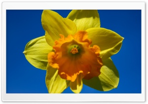 Daffodil Flower Ultra HD Wallpaper for 4K UHD Widescreen desktop, tablet & smartphone