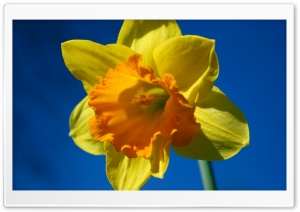 Daffodil Flower Against Blue Sky Ultra HD Wallpaper for 4K UHD Widescreen desktop, tablet & smartphone