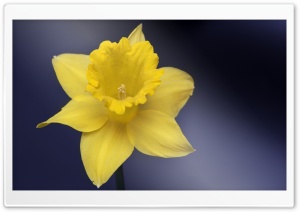 Daffodil Flower Macro Ultra HD Wallpaper for 4K UHD Widescreen desktop, tablet & smartphone