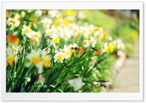 Daffodil Lane Ultra HD Wallpaper for 4K UHD Widescreen desktop, tablet & smartphone