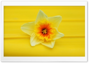 Daffodil Macro Ultra HD Wallpaper for 4K UHD Widescreen desktop, tablet & smartphone