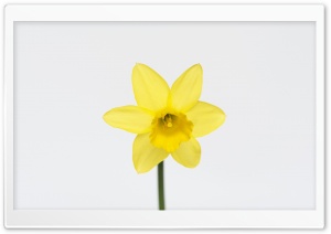 Daffodil Spring Flower Ultra HD Wallpaper for 4K UHD Widescreen desktop, tablet & smartphone