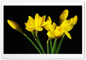 Daffodils Ultra HD Wallpaper for 4K UHD Widescreen desktop, tablet & smartphone