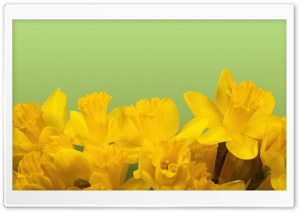 Daffodils Ultra HD Wallpaper for 4K UHD Widescreen desktop, tablet & smartphone