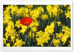 Daffodils And Red Tulip Ultra HD Wallpaper for 4K UHD Widescreen desktop, tablet & smartphone