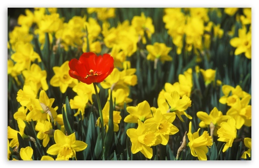 Daffodils And Red Tulip UltraHD Wallpaper for UHD 16:9 ; HD 16:9 ; UltraWide 32:9 32:10 ; Widescreen 16:10 5:3 ; Fullscreen 4:3 5:4 3:2 ; Tablet 1:1 ; Mobile 3:5 3:4 ; Dual 16:10 5:3 16:9 4:3 5:4 ;