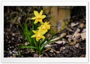 Daffodils Blooming Ultra HD Wallpaper for 4K UHD Widescreen desktop, tablet & smartphone
