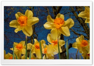 Daffodils Exhibition Ultra HD Wallpaper for 4K UHD Widescreen desktop, tablet & smartphone