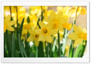 Daffodils Field Ultra HD Wallpaper for 4K UHD Widescreen desktop, tablet & smartphone