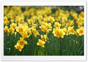 Daffodils Flowers Ultra HD Wallpaper for 4K UHD Widescreen desktop, tablet & smartphone