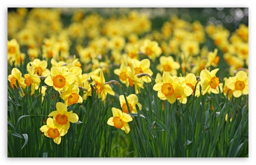 Daffodils Flowers Ultra HD Desktop Background Wallpaper for 4K UHD TV ...
