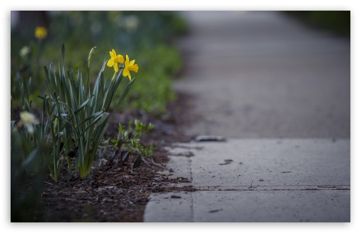 Daffodils Flowers, City UltraHD Wallpaper for UHD 16:9 2160p 1440p 1080p 900p 720p ; 8K UHD TV 16:9 Ultra High Definition 2160p 1440p 1080p 900p 720p ; Widescreen 16:10 5:3 WHXGA WQXGA WUXGA WXGA WGA ; Fullscreen 4:3 5:4 3:2 UXGA XGA SVGA QSXGA SXGA DVGA HVGA HQVGA ( Apple PowerBook G4 iPhone 4 3G 3GS iPod Touch ) ; Tablet 1:1 ; Mobile 3:5 3:4 - ;