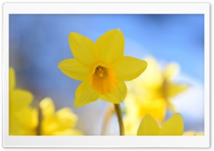 Daffodils In Spring Ultra HD Wallpaper for 4K UHD Widescreen desktop, tablet & smartphone