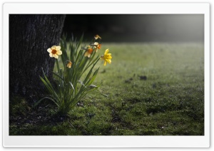 Daffodils Night Ultra HD Wallpaper for 4K UHD Widescreen desktop, tablet & smartphone