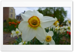 Daffodils Photo Ultra HD Wallpaper for 4K UHD Widescreen Desktop, Lockscreen, Screensaver, TV, Tablet, Smartphone