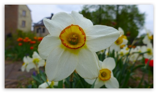 Daffodils Photo UltraHD Wallpaper for UHD 16:9 ; HD 16:9 ;