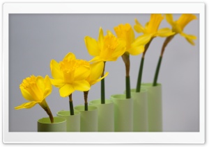 Daffodils Row Ultra HD Wallpaper for 4K UHD Widescreen desktop, tablet & smartphone