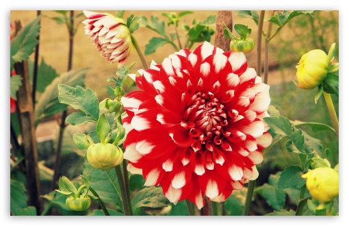 Dahlia UltraHD Wallpaper for HD 16:9 ; Widescreen 16:10 5:3 ; Fullscreen 4:3 5:4 3:2 ; Tablet 1:1 ;