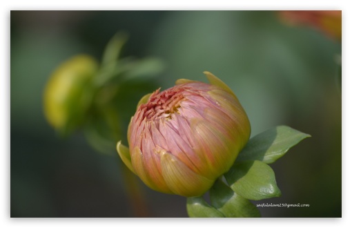 Dahlia UltraHD Wallpaper for UHD 16:9 ; HD 16:9 ; Widescreen 16:10 5:3 ; Fullscreen 4:3 5:4 3:2 ; Tablet 1:1 ;