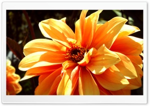 Dahlia Ultra HD Wallpaper for 4K UHD Widescreen desktop, tablet & smartphone