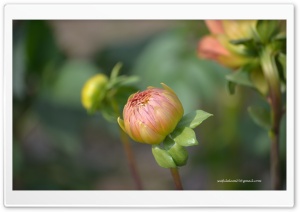 Dahlia Ultra HD Wallpaper for 4K UHD Widescreen Desktop, Lockscreen, Screensaver, TV, Tablet, Smartphone