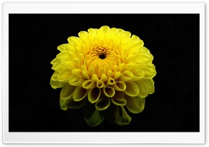 Dahlia Flower Ultra HD Wallpaper for 4K UHD Widescreen desktop, tablet & smartphone