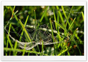 Dainty Spider Web Ultra HD Wallpaper for 4K UHD Widescreen desktop, tablet & smartphone