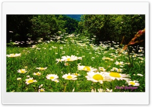 Daisies Ultra HD Wallpaper for 4K UHD Widescreen Desktop, Lockscreen, Screensaver, TV, Tablet, Smartphone