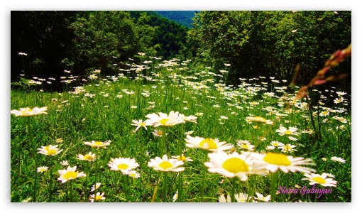 Daisies UltraHD Wallpaper for 8K UHD TV 16:9 Ultra High Definition 2160p 1440p 1080p 900p 720p ;